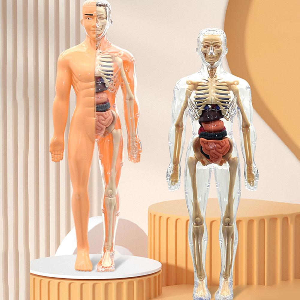 Human Body Puzzle - نموذج جذع جسم الإنسان ثلاثي الأبعاد
