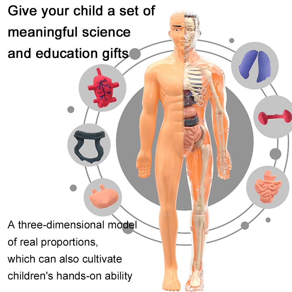 نموذج جذع جسم الإنسان ثلاثي ال - مراجعة Human Body Puzzle وسعره