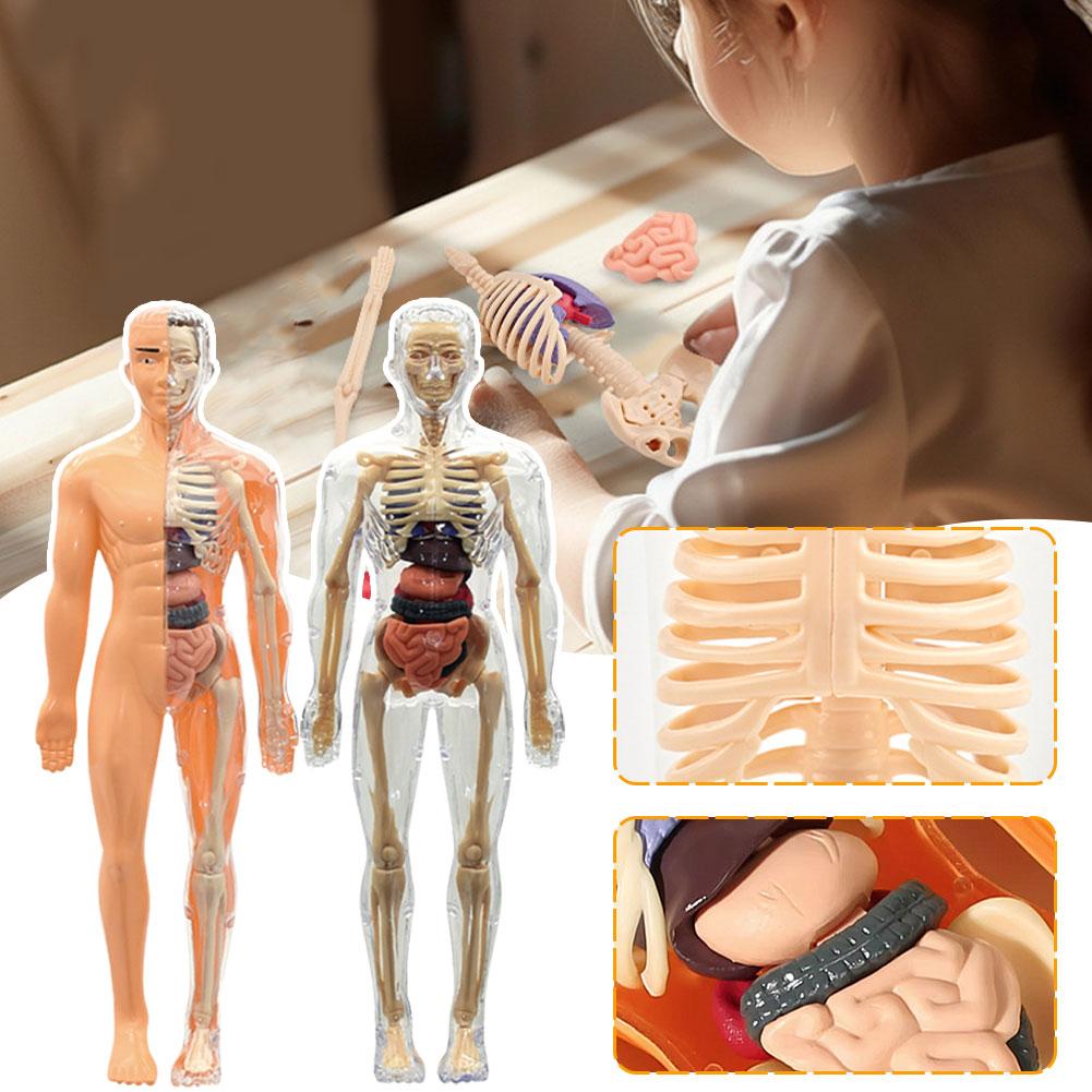 نموذج جذع جسم الإنسان ثلاثي ال - مراجعة Human Body Puzzle وسعره