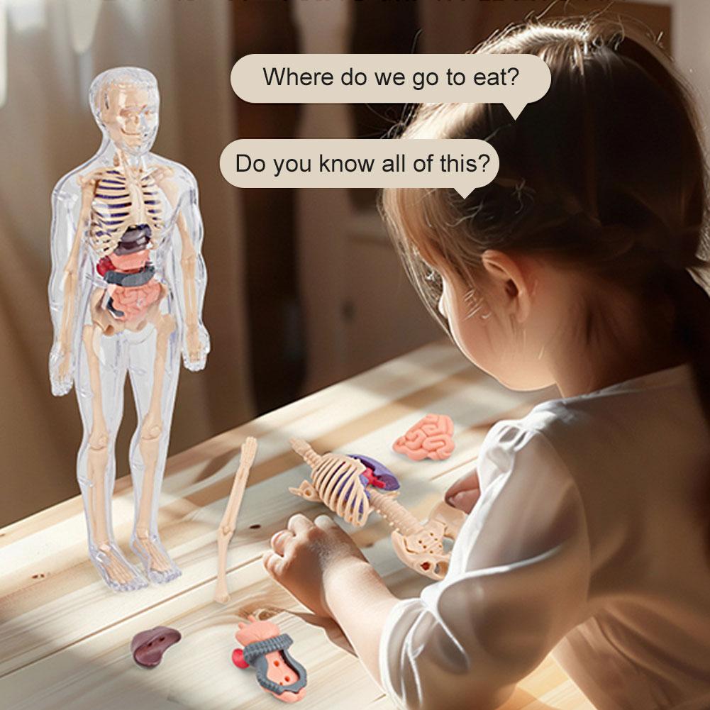 نموذج جذع جسم الإنسان ثلاثي ال - مراجعة Human Body Puzzle وسعره