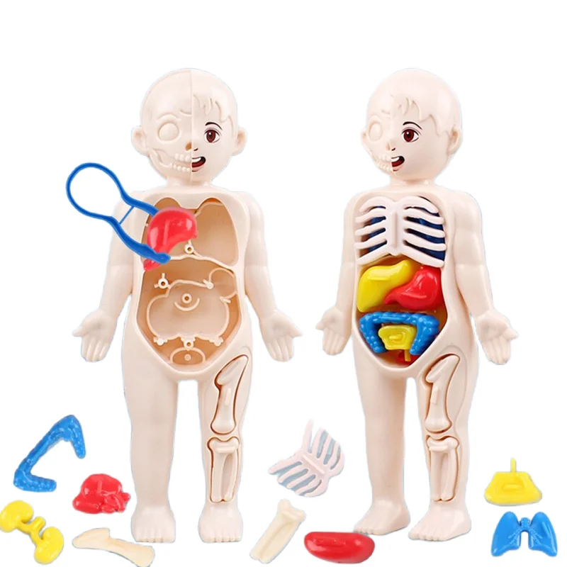 لعبة تركيب مونتيسوري ثلاثية ال - مراجعة Human Body Puzzle وسعره