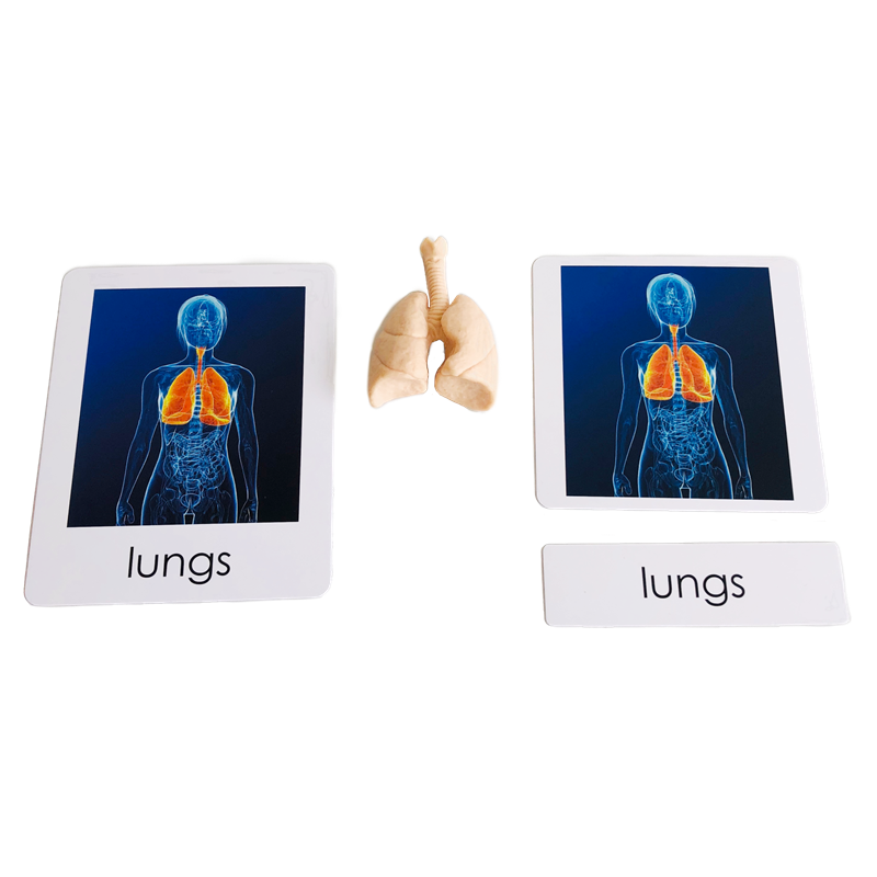 ألعاب تعليمية للأطفال من مونتي - مراجعة Human Body Puzzle وسعره