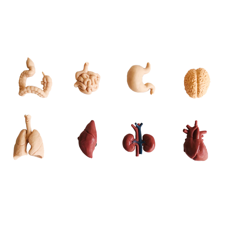 ألعاب تعليمية للأطفال من مونتي - مراجعة Human Body Puzzle وسعره