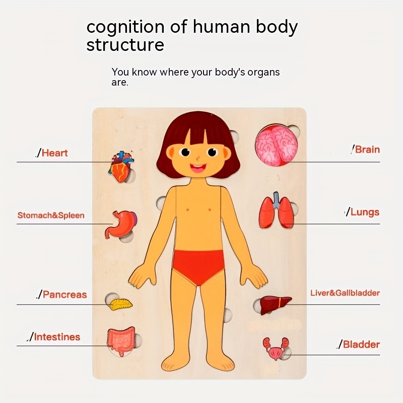 ألغاز جسم الإنسان الخشبية مونت - مراجعة Human Body Puzzle وسعره