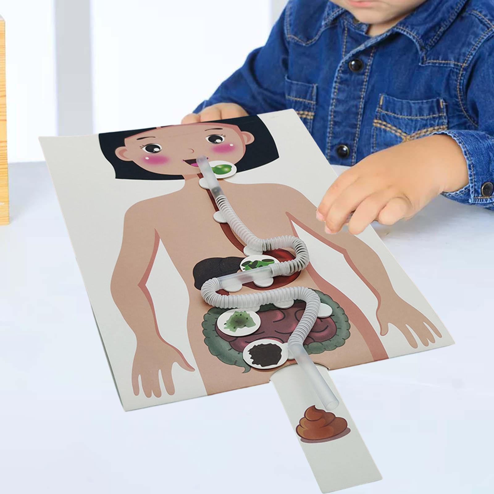 نموذج الجهاز الهضمي البشري، أد - مراجعة Human Body Puzzle وسعره