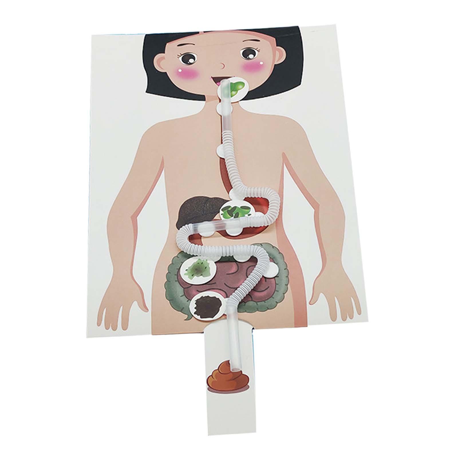 نموذج الجهاز الهضمي البشري، أد - مراجعة Human Body Puzzle وسعره