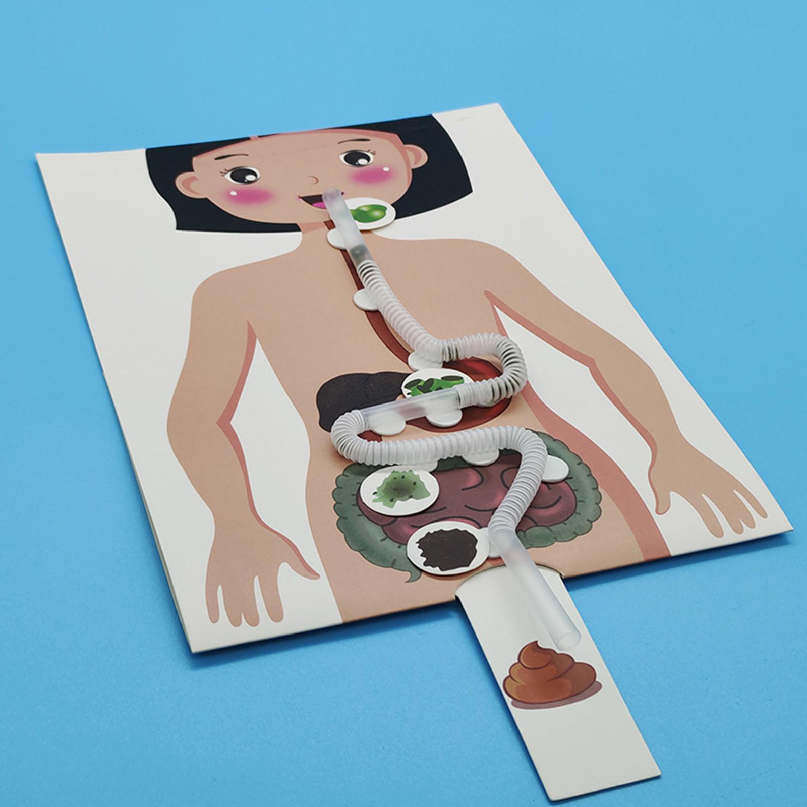 نموذج الجهاز الهضمي البشري، أد - مراجعة Human Body Puzzle وسعره