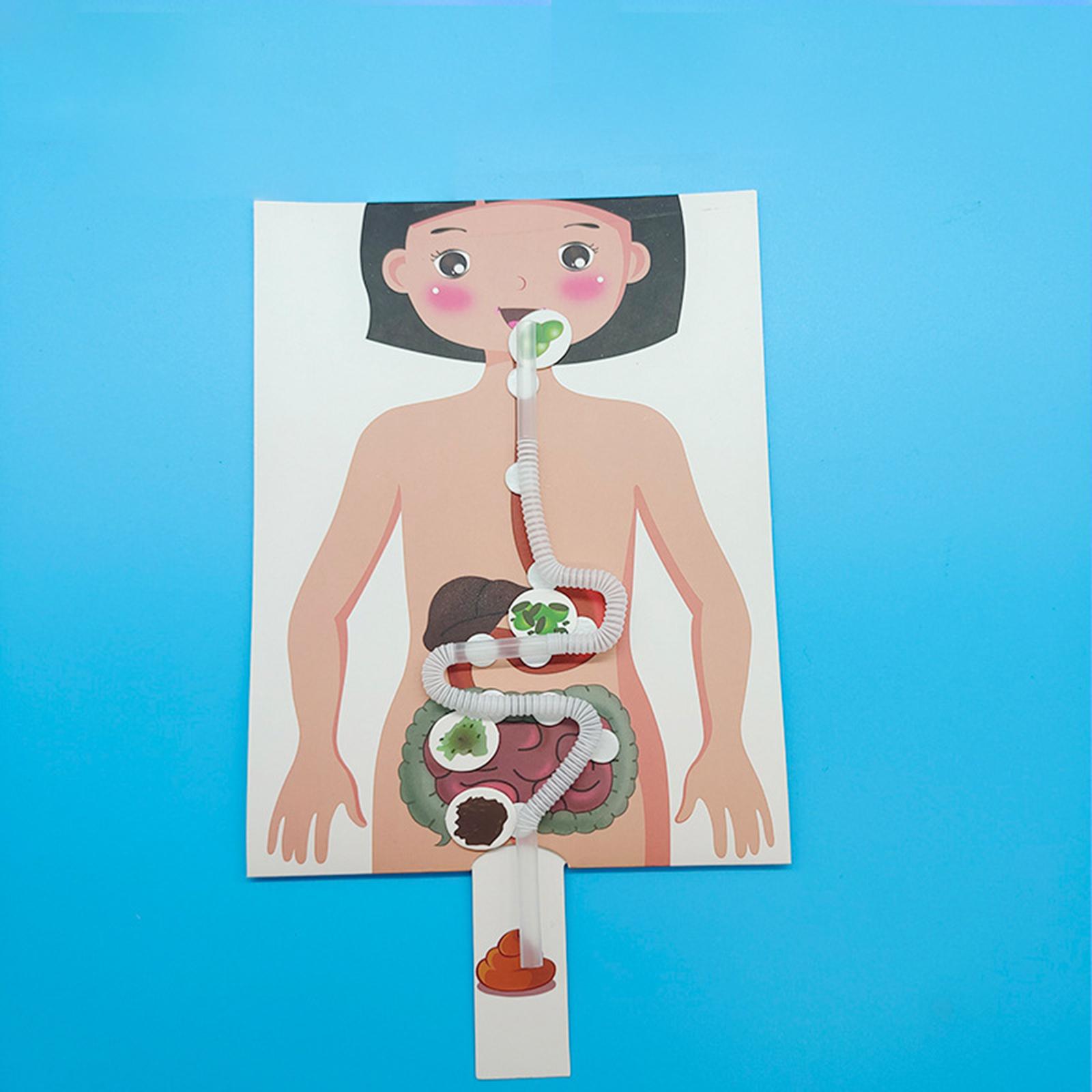 نموذج الجهاز الهضمي البشري، أد - مراجعة Human Body Puzzle وسعره